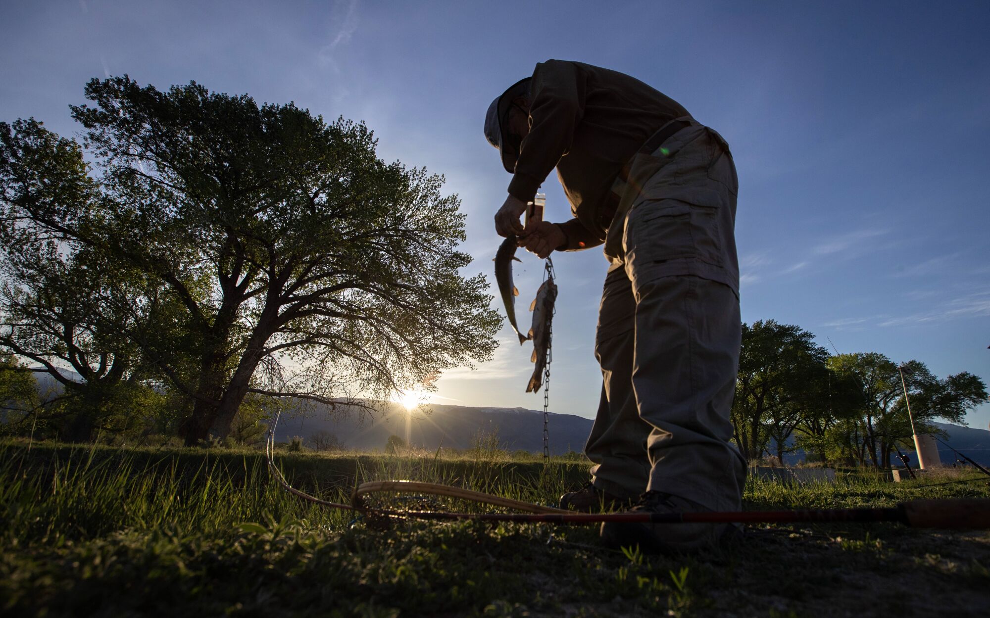 Frame in a low-angle a man bends over two hooked fish standing near trees, as sun rises on the horizon. 