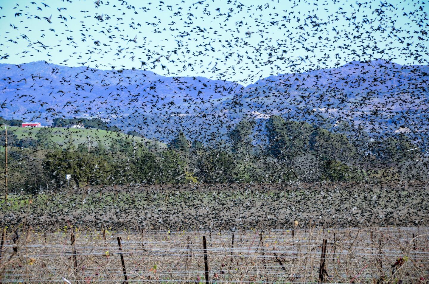 Starlings in Napa-Sonoma