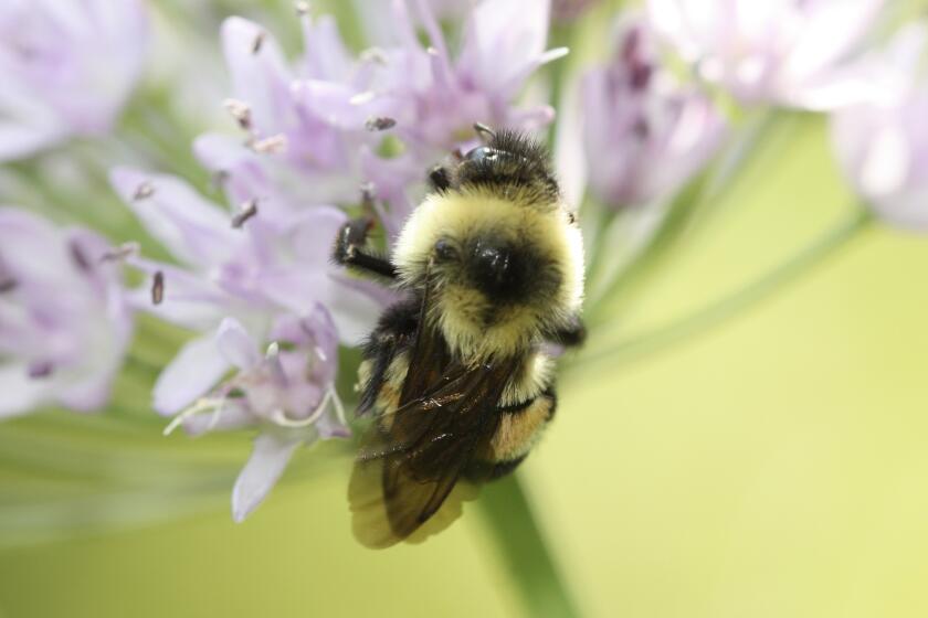 This 2012 photo provided by The Xerces Society shows a rusty patched bumblebee in Minnesota. Federal officials said Tuesday, Jan. 10, 2017, that the rusty patched bumblebee has become the first bee species in the continental U.S. to be declared endangered after suffering a dramatic population decline over the past 20 years. (Sarina Jepsen/The Xerces Society via AP)