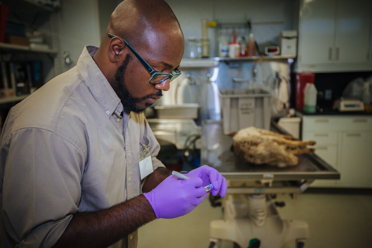 Urban biologist Chris Schell labels specimens from a coyote.