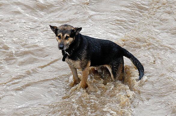 At least 50 firefighters responded to a report of a dog in the storm-swollen river.