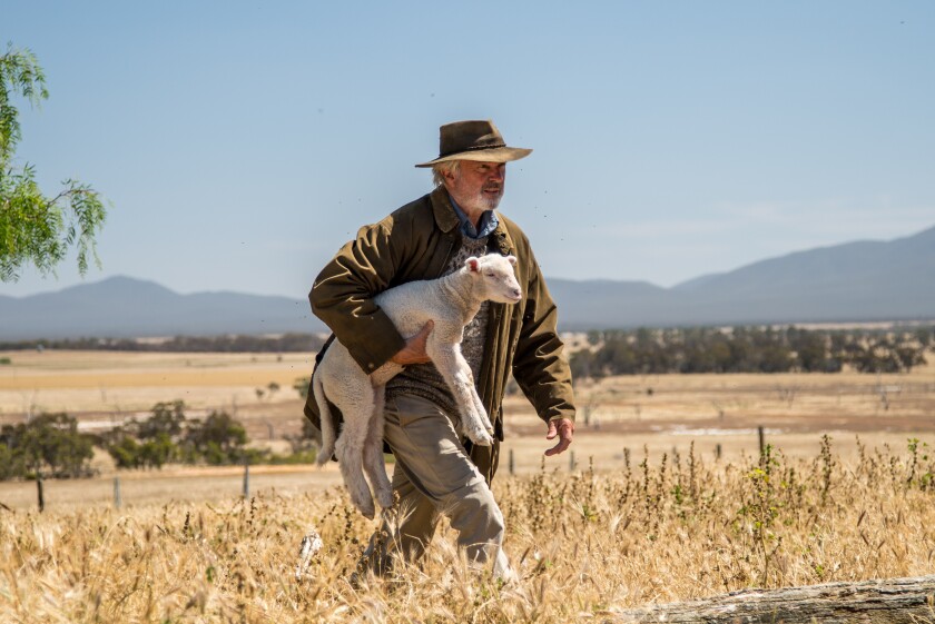 Sam Neill carries a lamb in the movie "Rams."