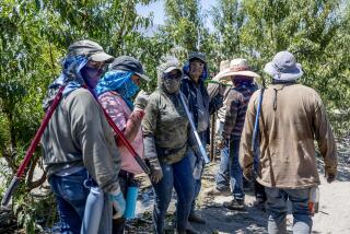 THERMAL, CA - AUGUST 11, 2023: With the temperature well over 100 degrees, farmworkers wait in the shade after a long hot day in peach orchards on August 11, 2023 in Thermal, California. (Gina Ferazzi / Los Angeles Times)