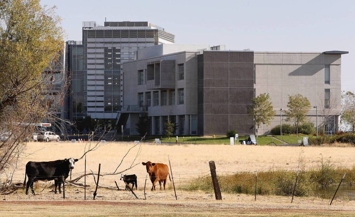 Cattle graze on farmland surrounding UC Merced. University officials want to change the school's construction plan.