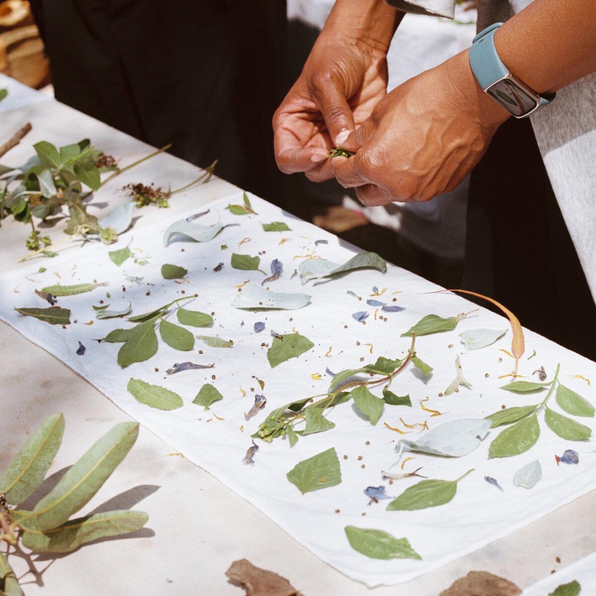 Leaves, flowers and seeds are placed on a cloth ready to be used in natural dye-making