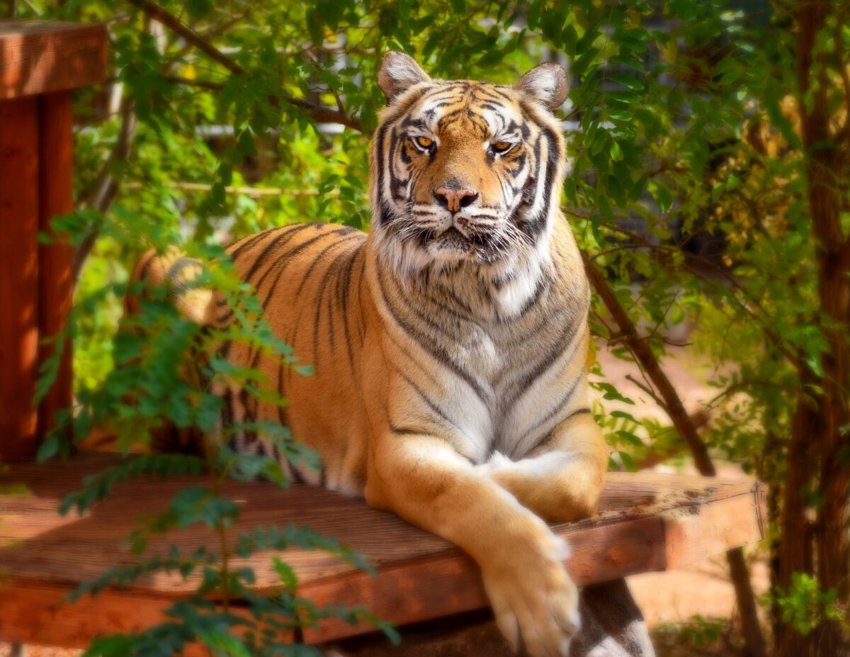 In a former life, Ruckus was primarily used for photo opportunities. The Bengal tiger now lives at Keepers of the Wild in Valentine, Arizona.