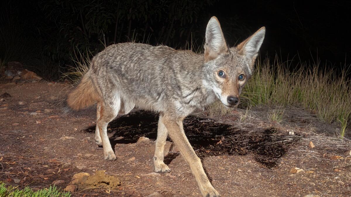 Animal Control San Diego: Coyote Facts I Wildlife Removal Services