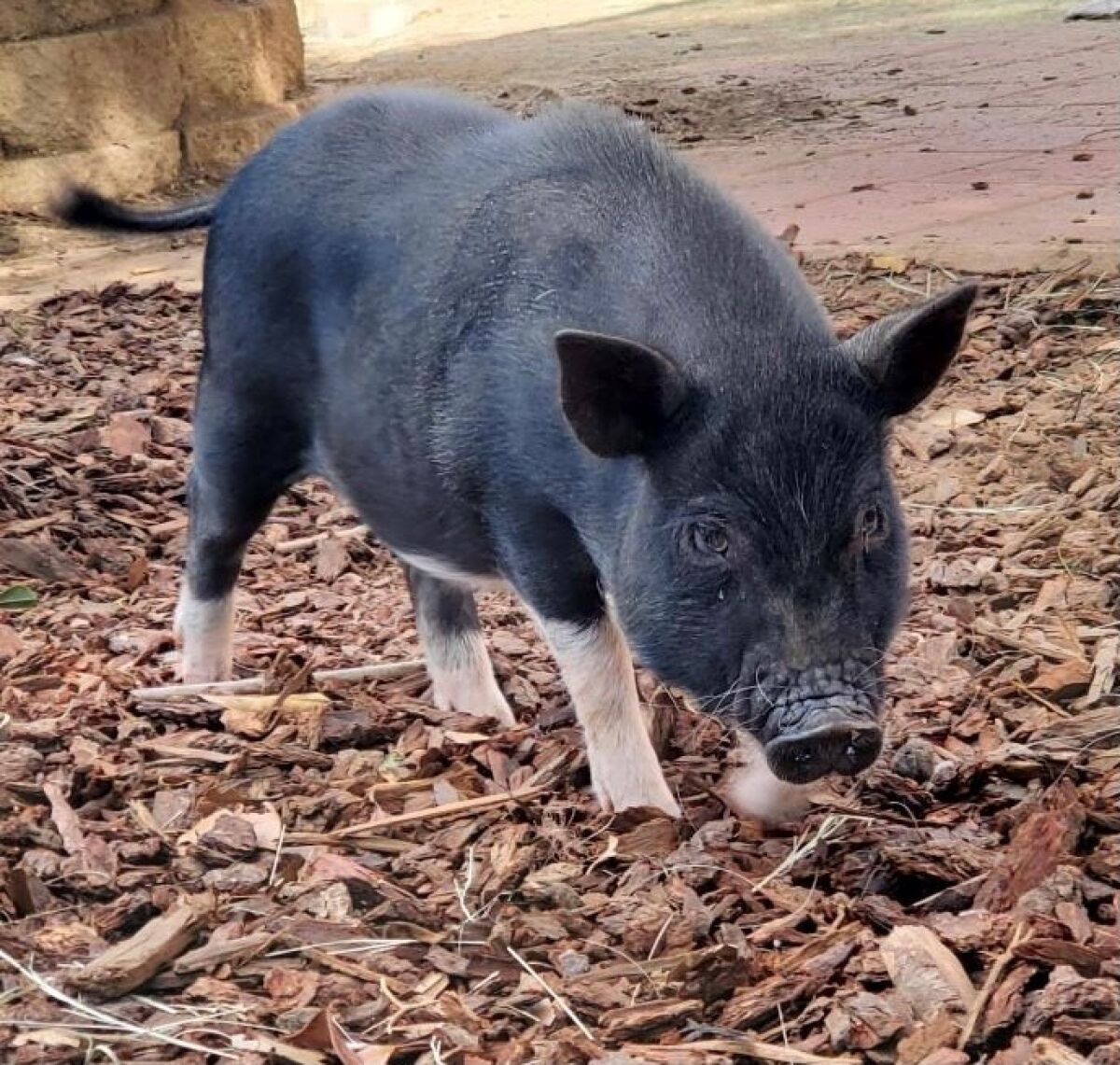 Rescue of the Week: Meet piglets who need a home - Ramona Sentinel