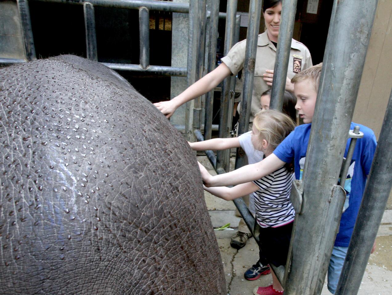 Los Angeles Zoo animal keeper Jen Gruenwald, behind, keeps a close eye on children touching Mara the hippo during the L.A. Zoo's new, Behind the Scenes Hippo Encounter media preview day at the L.A. Zoo in Los Angeles on Friday, Feb. 12, 2016. The Behind the Scenes Hippo Encounter can be experienced weekends and holidays at noon. The hands-on experience with small groups allows people to go behind the scenes for about 20 minutes and stand very close to 12-yr. old Mara and her 15-month old baby Rosie. Guests can see them being fed and can even touch their cool smooth skin as they learn all about the hippos. There is an additional fee above the entrance fee to the zoo for this experience.