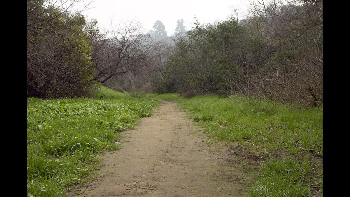 From the Wollam Street entrance, south of Division Street, begin on a dirt path and enjoy the sumac and bay laurel trees at Elyria Canyon Park in Los Angeles.
