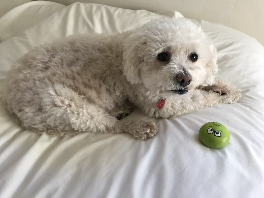 Lily and Green Squeaky Pup, a rubber squeaky ball that is her favorite "child."