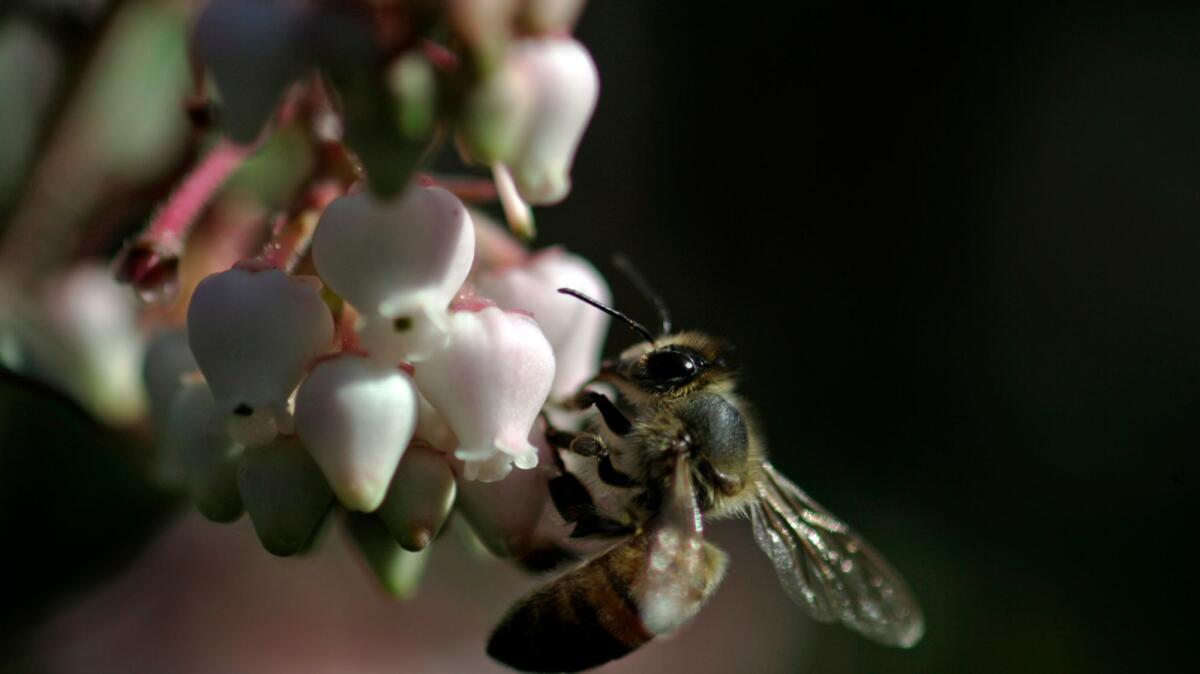 Manzanita, an example of a California native plant. (Irfan Khan / Los Angeles Times)