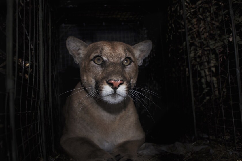 The male mountain lion known as P-61 made his way east of the 405 freeway in mid-July.