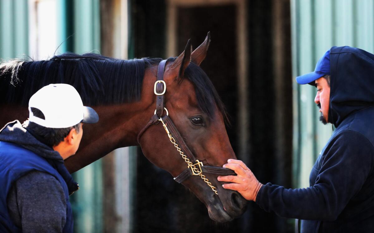 Kentucky Derby winner Nyquist is cared for Tuesday after a training session for the Preakness Stakes at Pimlico Race Course.