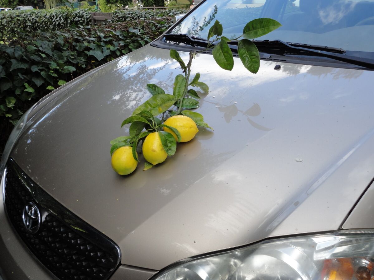 A lemon tree branch torn off by wind rests on a car — irrefutable evidence of how rough San Diego's weather can be.