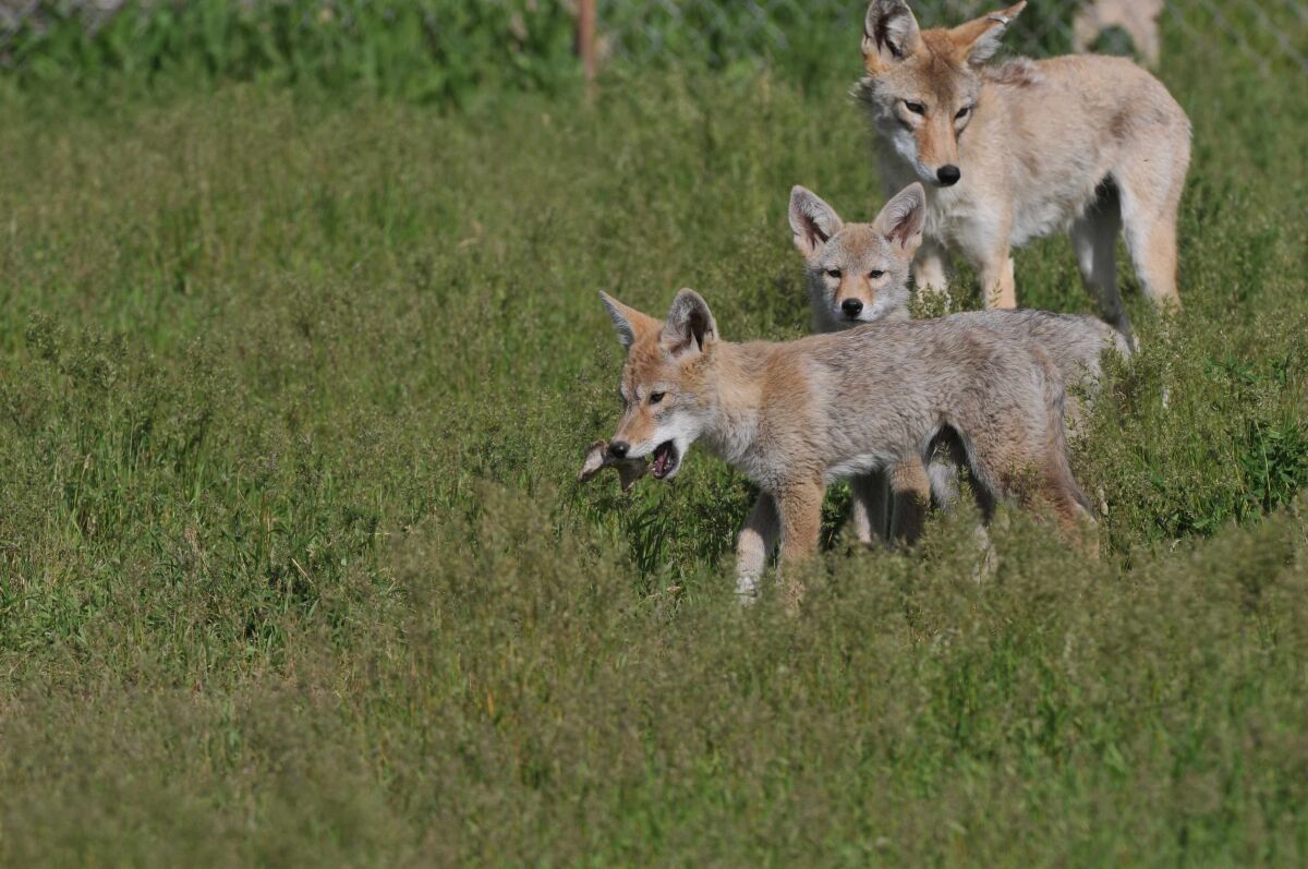 Coyote pups with their mother observed in 2011 