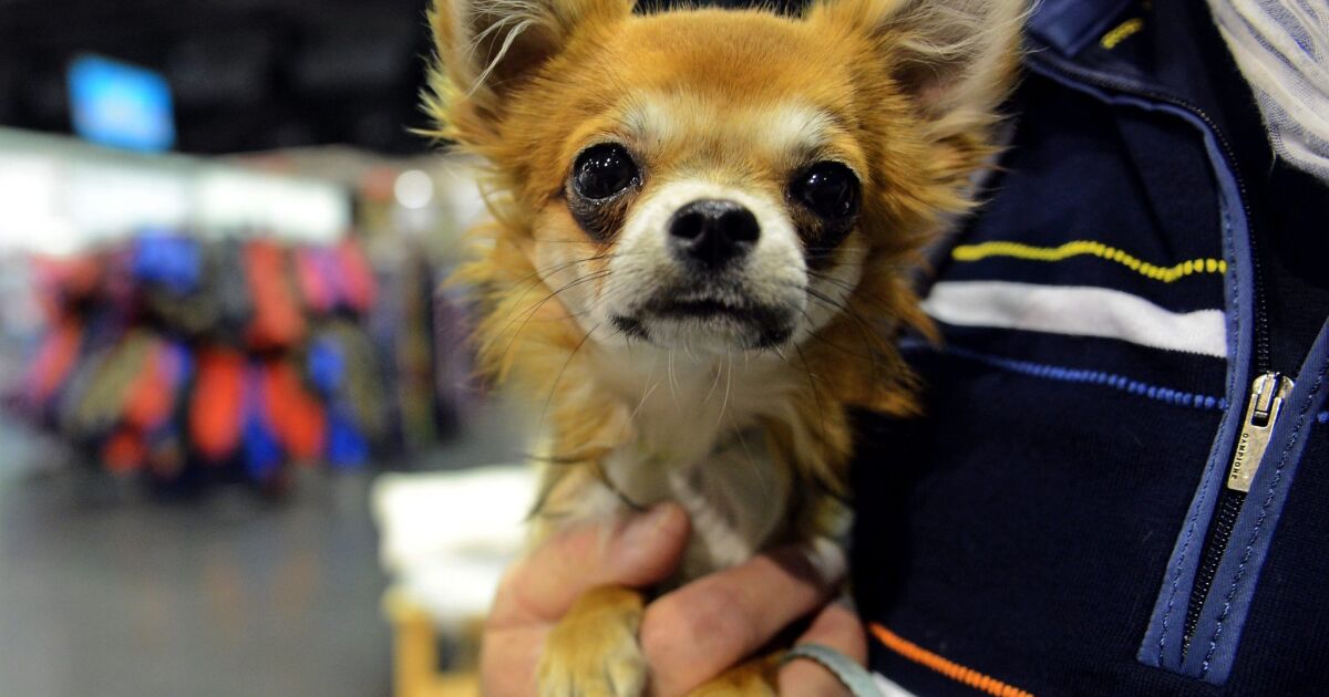 do chihuahuas descended from wolves