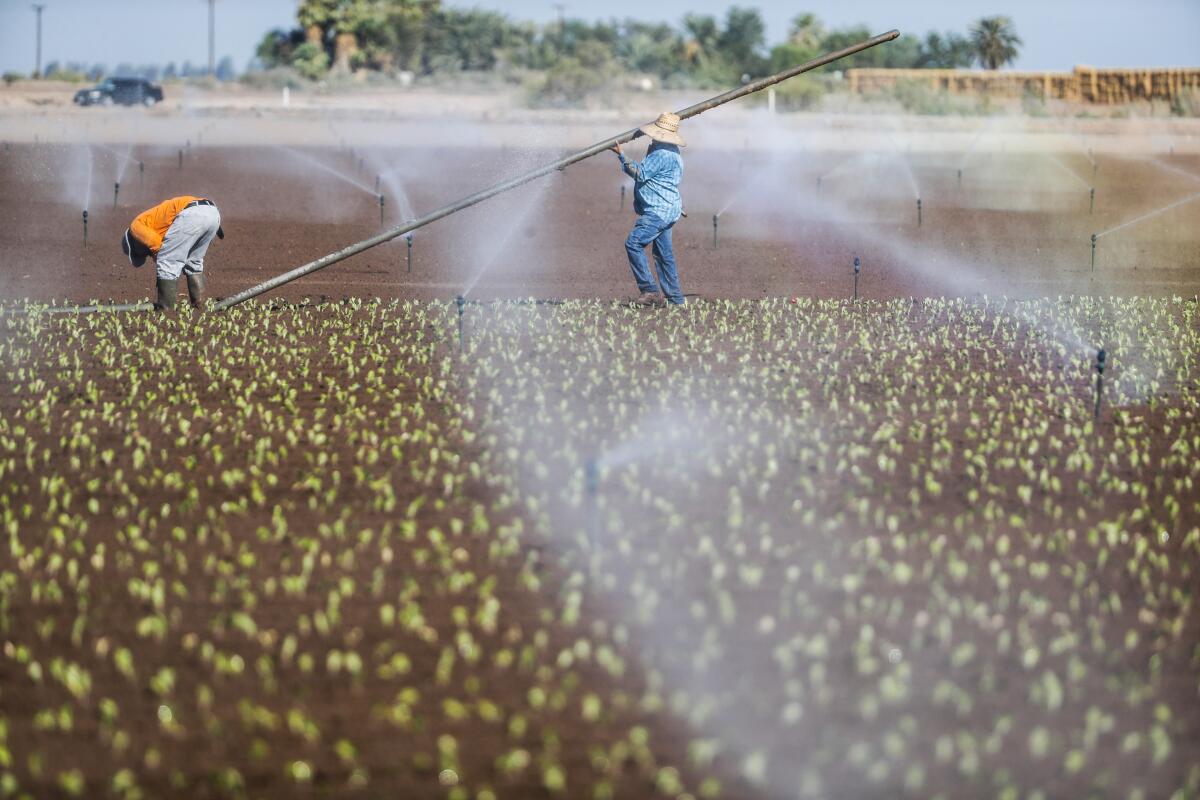 Workers check irrigation lines at a Vessey & Co. cabbage field in September.