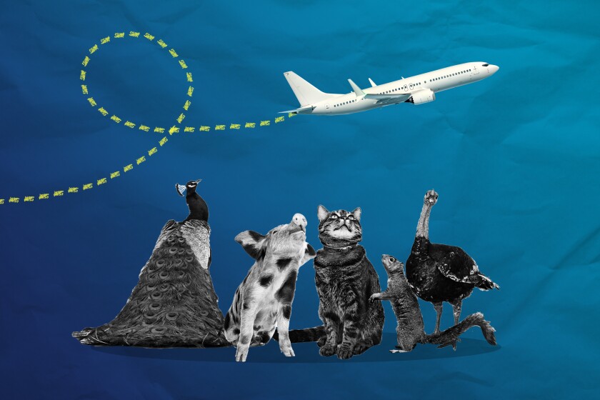 Animals looking at a plane