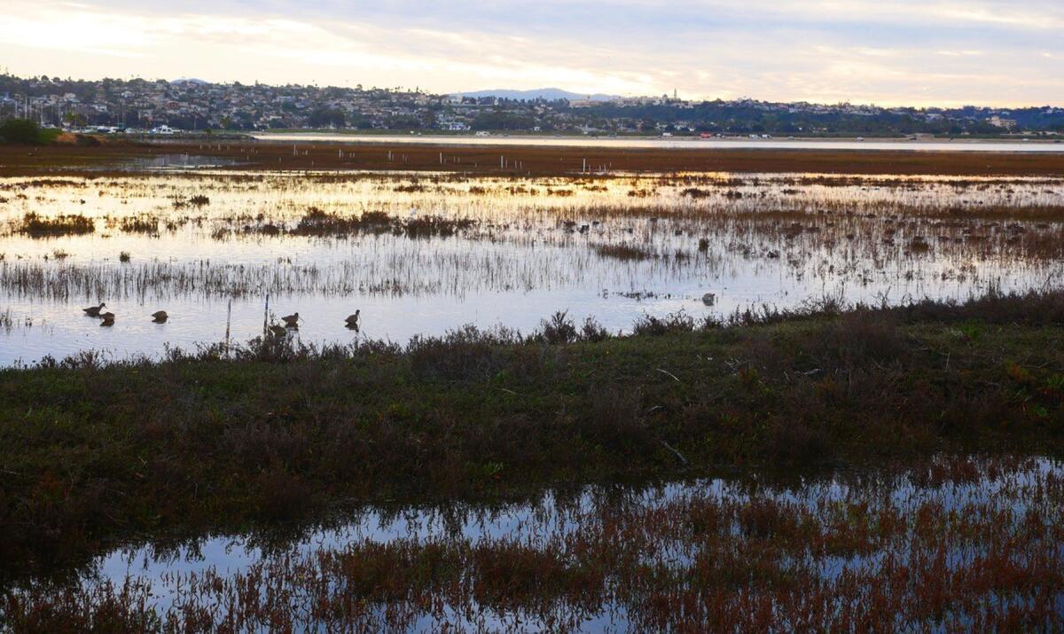 The Kendall-Frost Mission Bay Marsh Reserve.