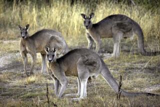 FILE - Grey kangaroos feed on grass near Canberra, Australia, March 15, 2008. A bill that would ban the sale of kangaroo parts has been introduced in the Oregon Legislature, taking aim at sports apparel manufacturers that use leather from the animals to make their products. (AP Photo/Mark Graham, File)