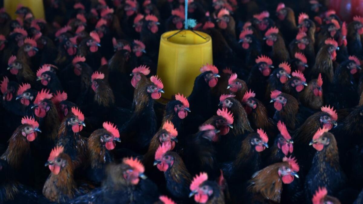 Chickens are seen in their enclosure at a poultry farm in China's Anhui province. Scientists say the worldwide practice of feeding antibiotics to livestock has helped fuel the rise of drug-resistant bacteria.