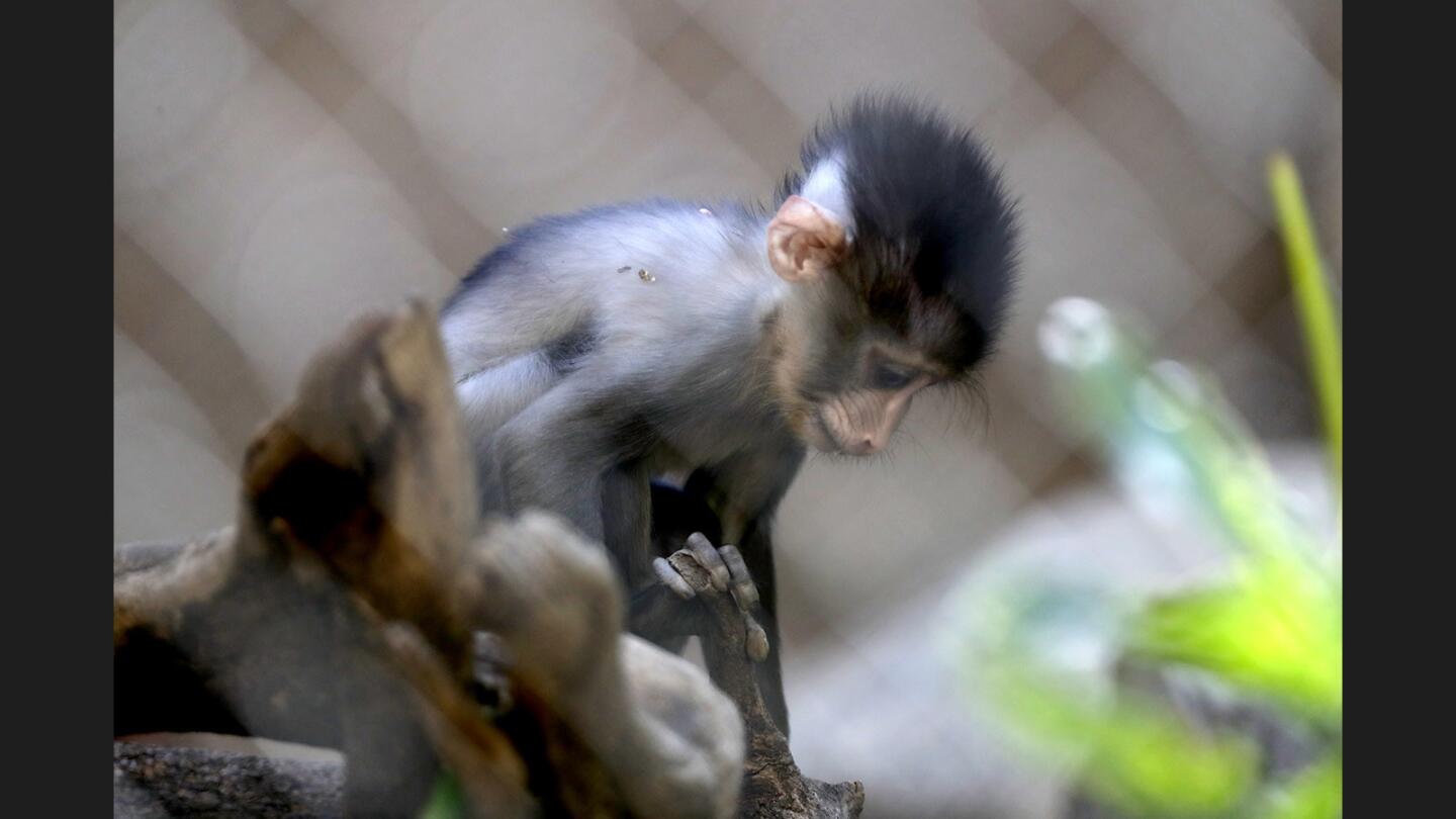 Photo Gallery: Cuteness overload at the L.A. Zoo with new baby Mandrill monkeys