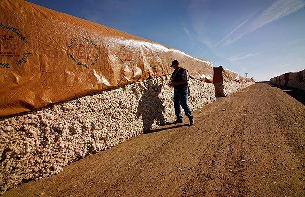 Cotton boom