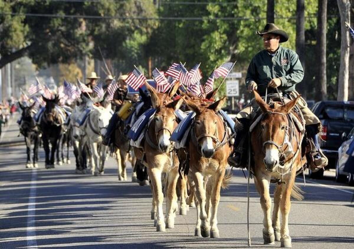 A group of 100 mules walk on Western Avenue in Glendale. They have walked for the last 25 days along the L.A. Aqueduct, a trek that ended at the Los Angeles Equestrian Center in Burbank.