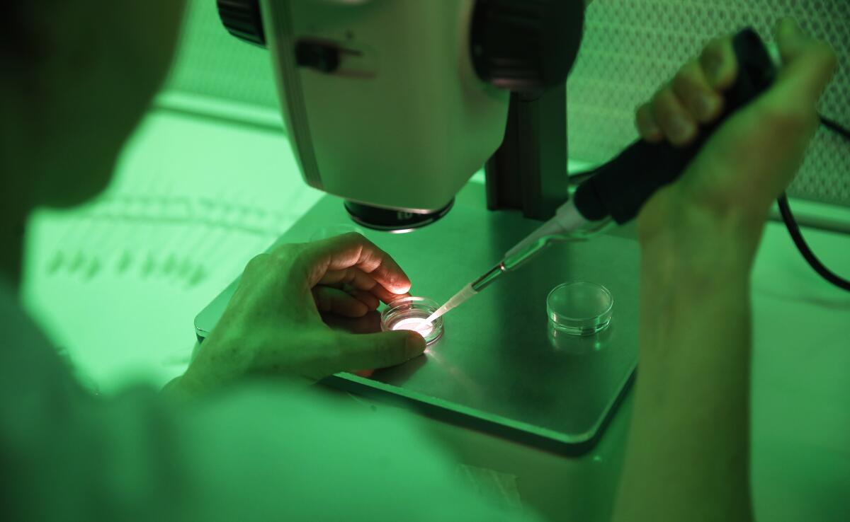 A researcher at the Avantea laboratory inseminates rhino eggs with bulls' frozen sperm.