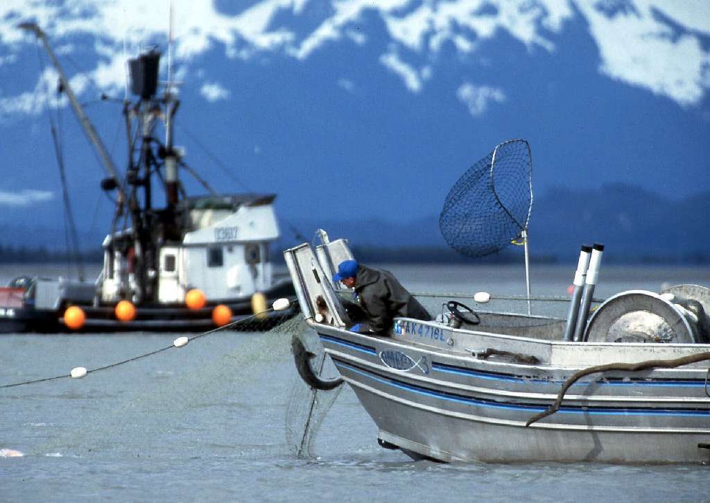 A drift net fisherman pulls in a king salmon on the Copper River delta near Cordova, Alaska.