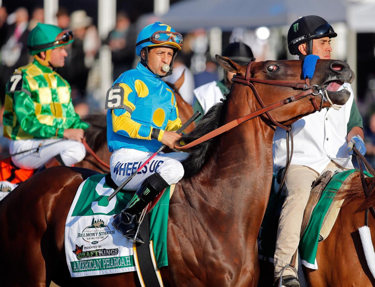 American Pharoah and jockey Victor Espinoza head to the starting gate for the 147th Belmont Stakes on Saturday.