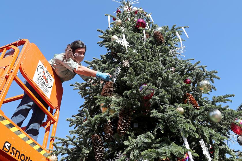 Erin Aguilar, manager horticulturist, hangs a pine cone as she helps decorate a 24-foot-tall Christmas tree at Sherman Library and Gardens in Corona del Mar on Tuesday.