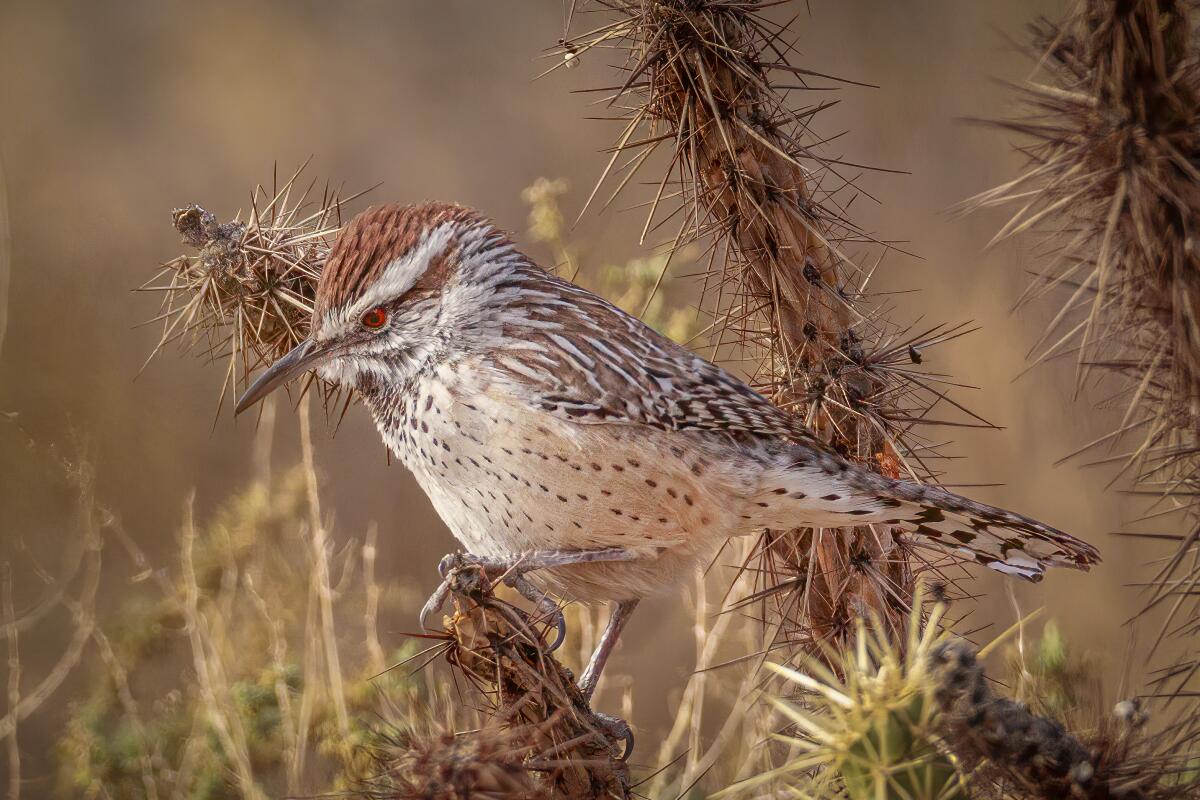 The cactus wren is unbothered by the prickly cactus plant.