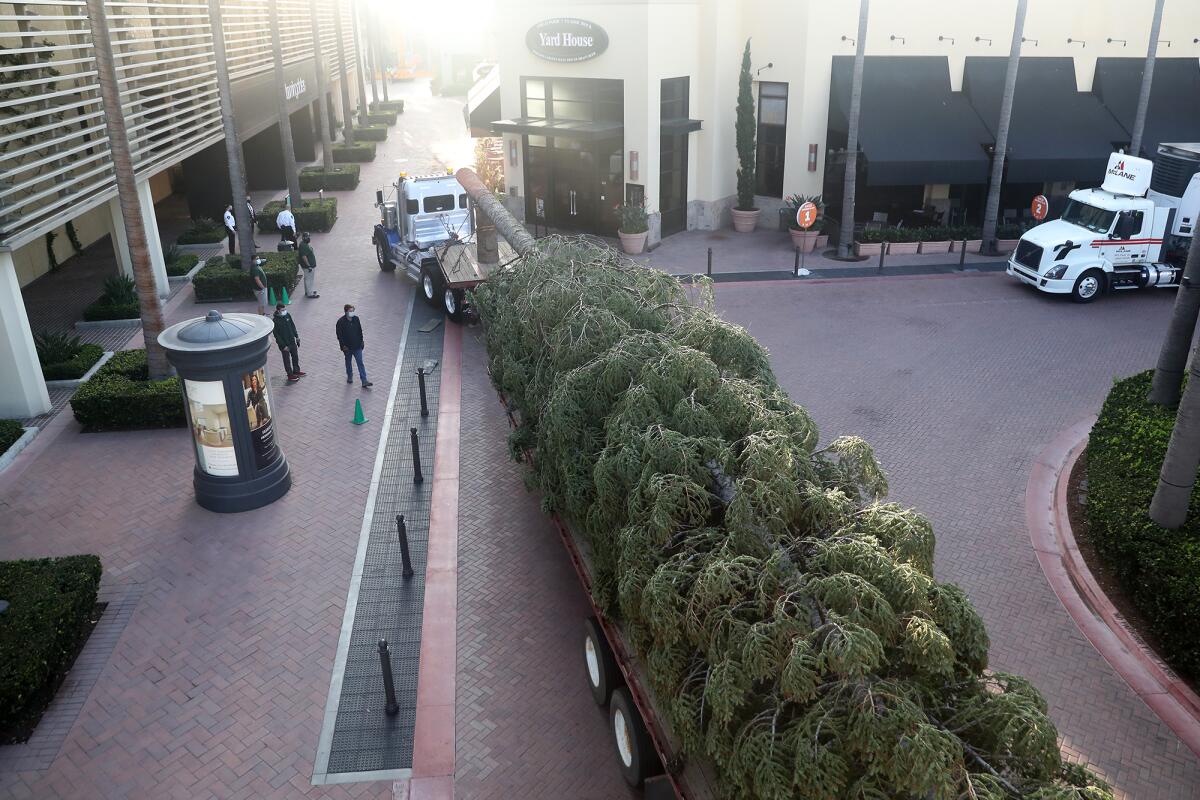 Fashion Island's 90-foot-tall holiday white fir tree is driven through a walkway.
