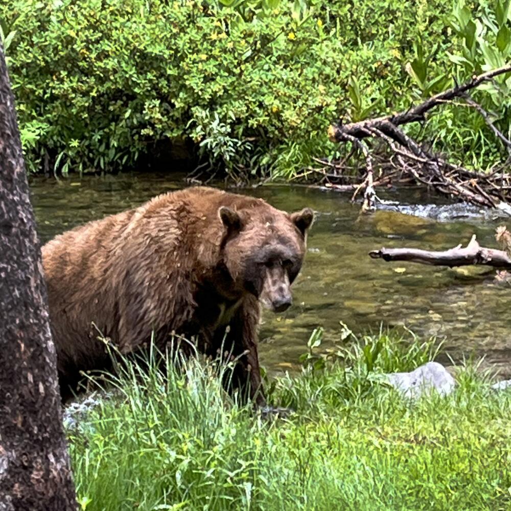 A 500-pound bear, nicknamed Victor, appears near a stream in the woods. 