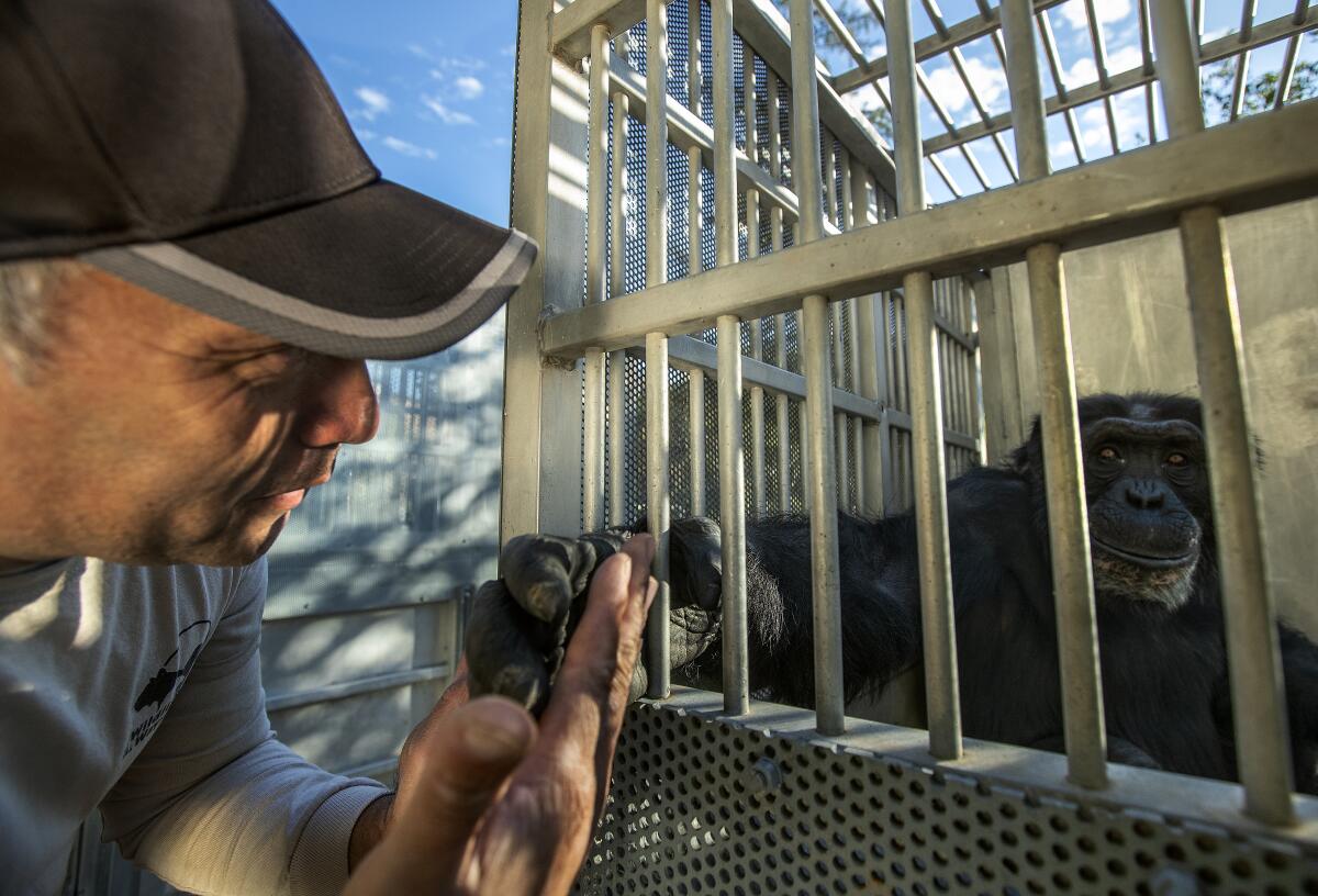 An outdoor image of a man holding the hand of a chimpanzee who is inside a transport cage.