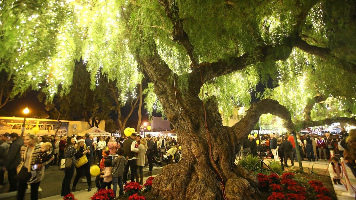 A pepper tree in downtown Laguna Beach. Under the ordinance, the biggest fines would be for repeat offenses and taking out “heritage” trees, defined as distinctive because of their size, age or special features that promote the city’s beauty, character and sense of history.