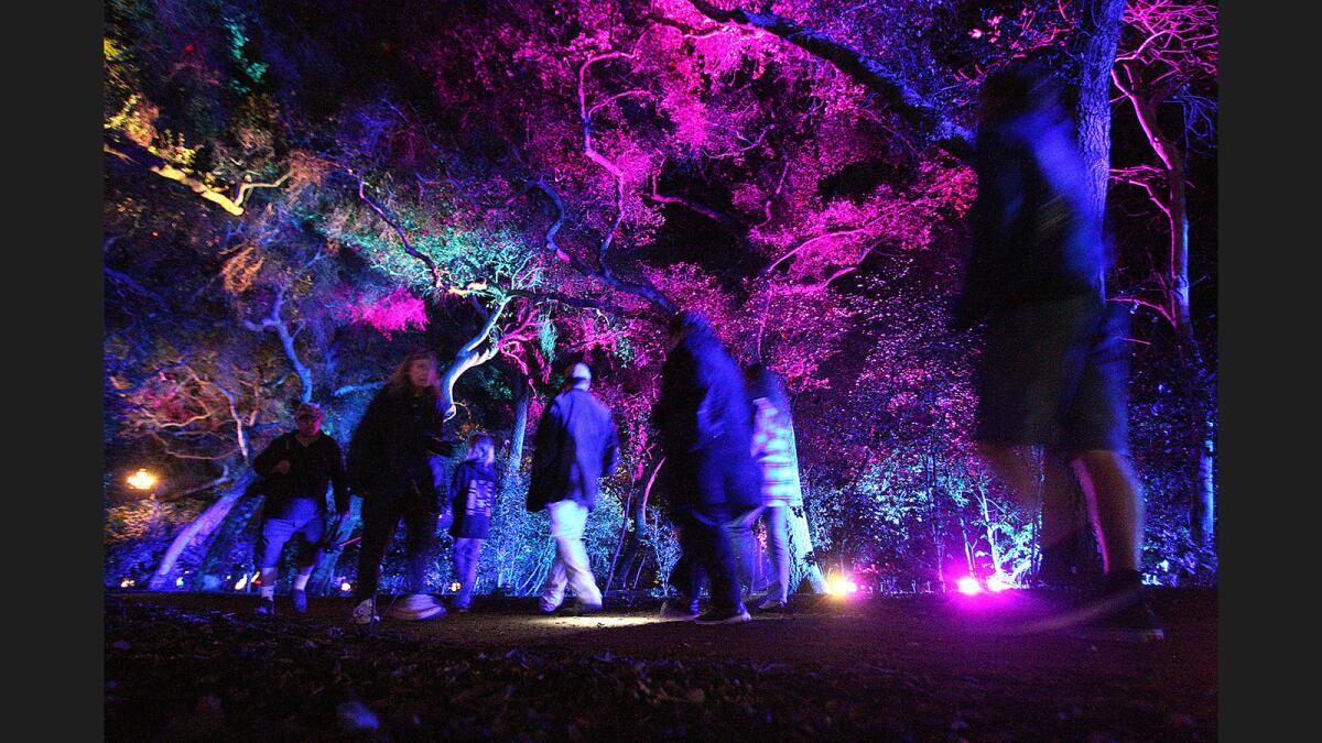 Visitors walk through the "Fantasy Forest" at Descanso Garden's "Enchanted: Forest of Light!" in La Cañada Flintridge on Monday, November 21, 2016.