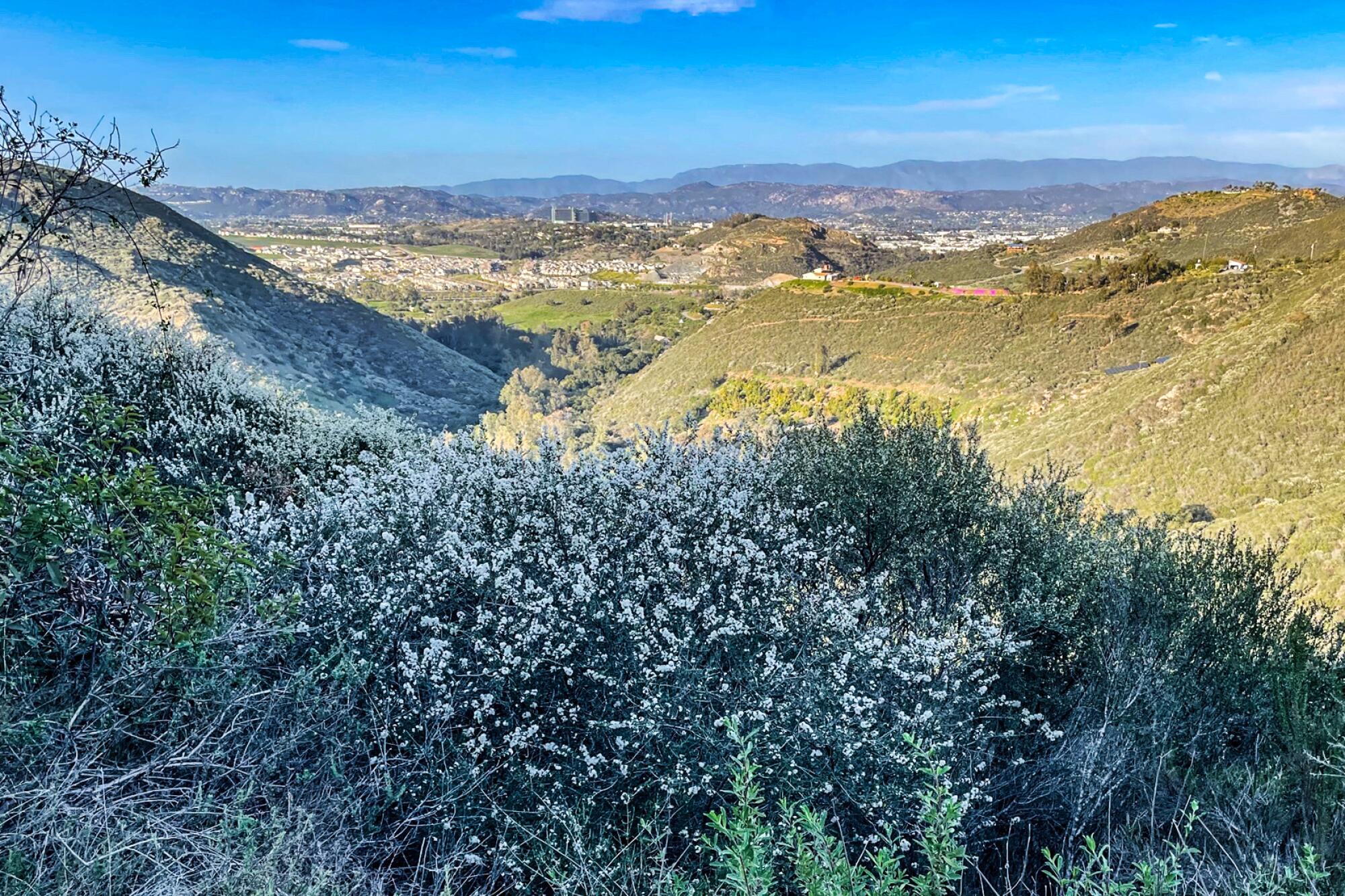 A flowering bush overlooking hills