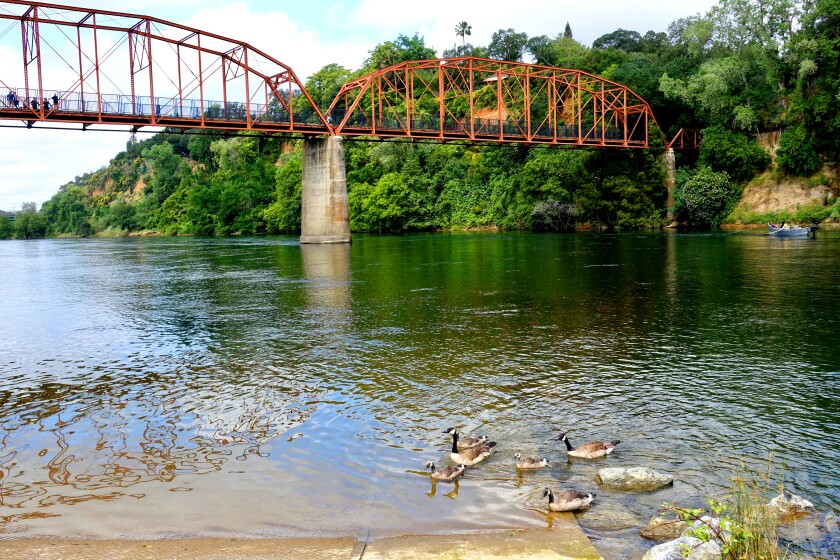 Geese swim along the Fair Oaks Bridge at the American River.