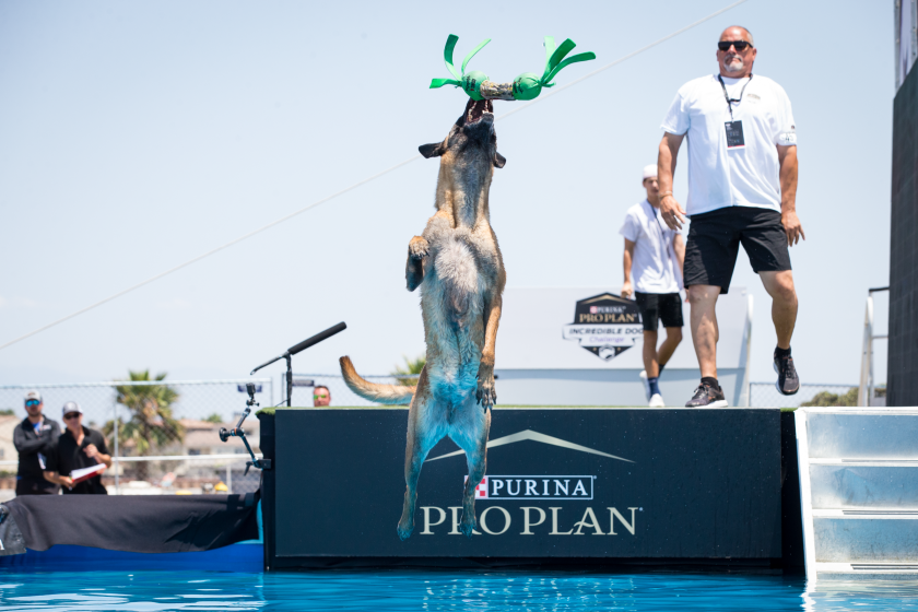 Zuma, a 4-year-old rescue dog from Orange, won diving competition at Purina Pro Plan Incredible Dog Challenge.