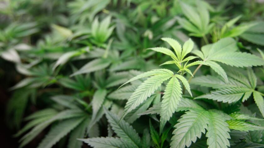 Marijuana won't be sold in Escondido.
