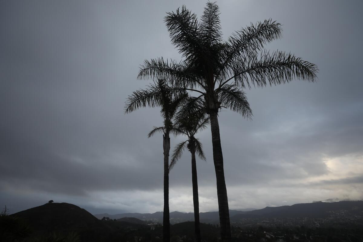 Overcast skies above palm trees