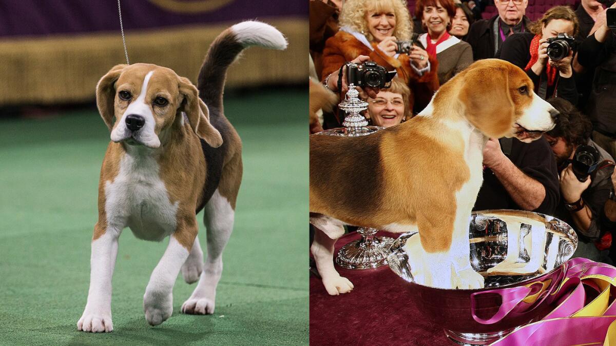 Miss P, left, won the Best in Show title at the Westminster Dog Show on Tuesday night. She is the grand-niece of Uno, right, a beagle that won the title in 2008.
