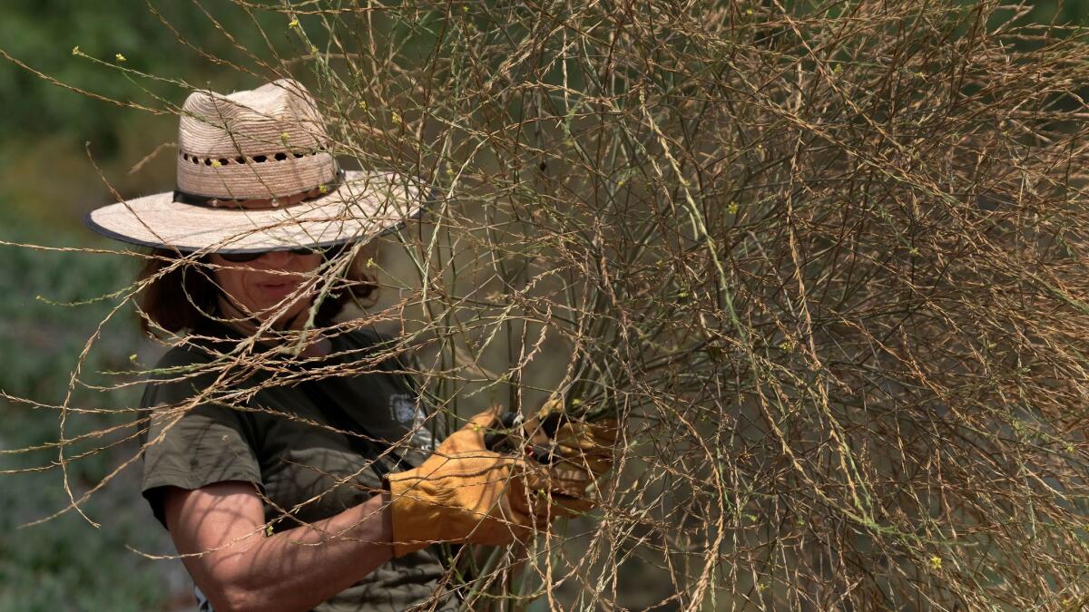 Maria Alonso of Lake Forest hand cuts invasive mustard, which the city has deemed a fire hazard.