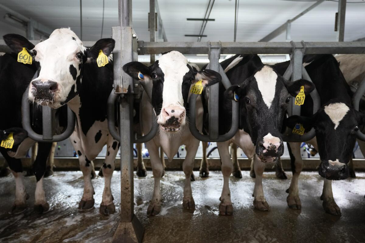 Four cows penned in a dairy farm