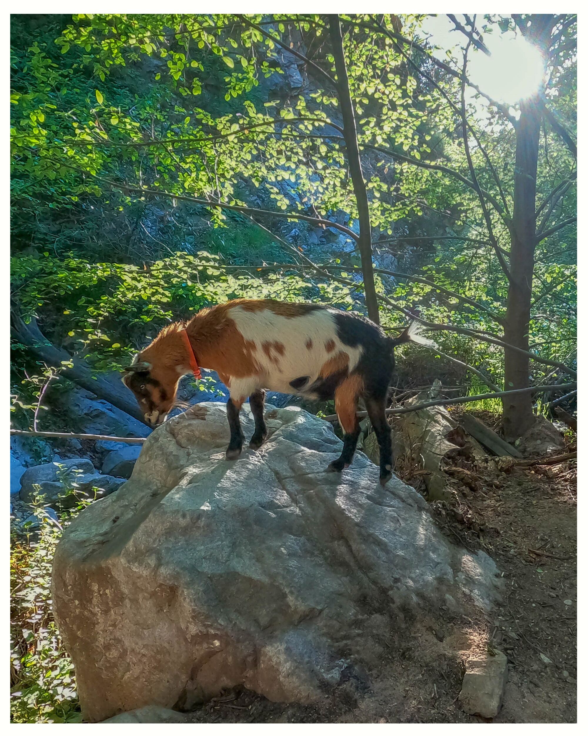 A goat on a rock 