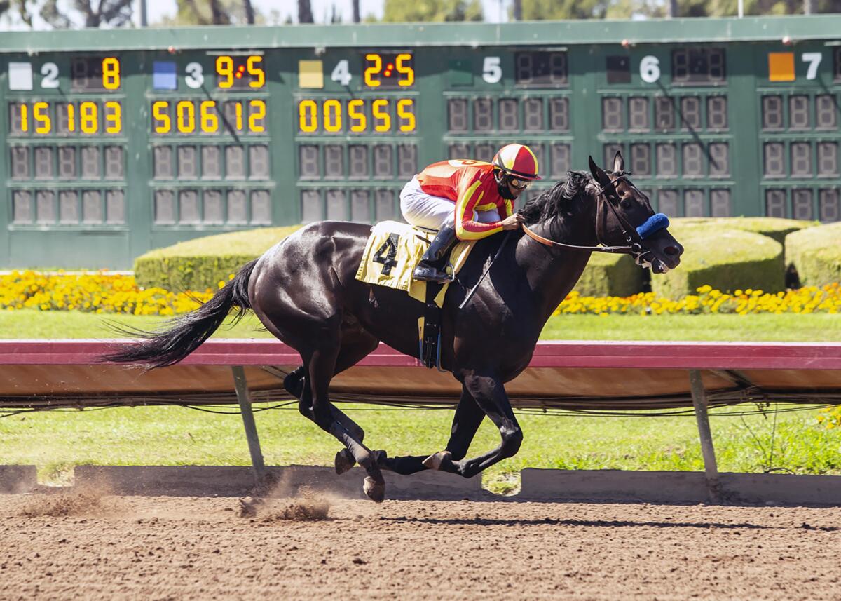 Uncle Chuck, with Luis Saez aboard, wins the Grade 3 $150,000 Los Alamitos Derby on July 4, 2020.