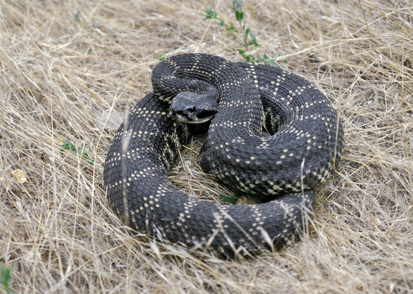 A Southern Pacific is the most common rattlesnake in the L.A. Basin.
